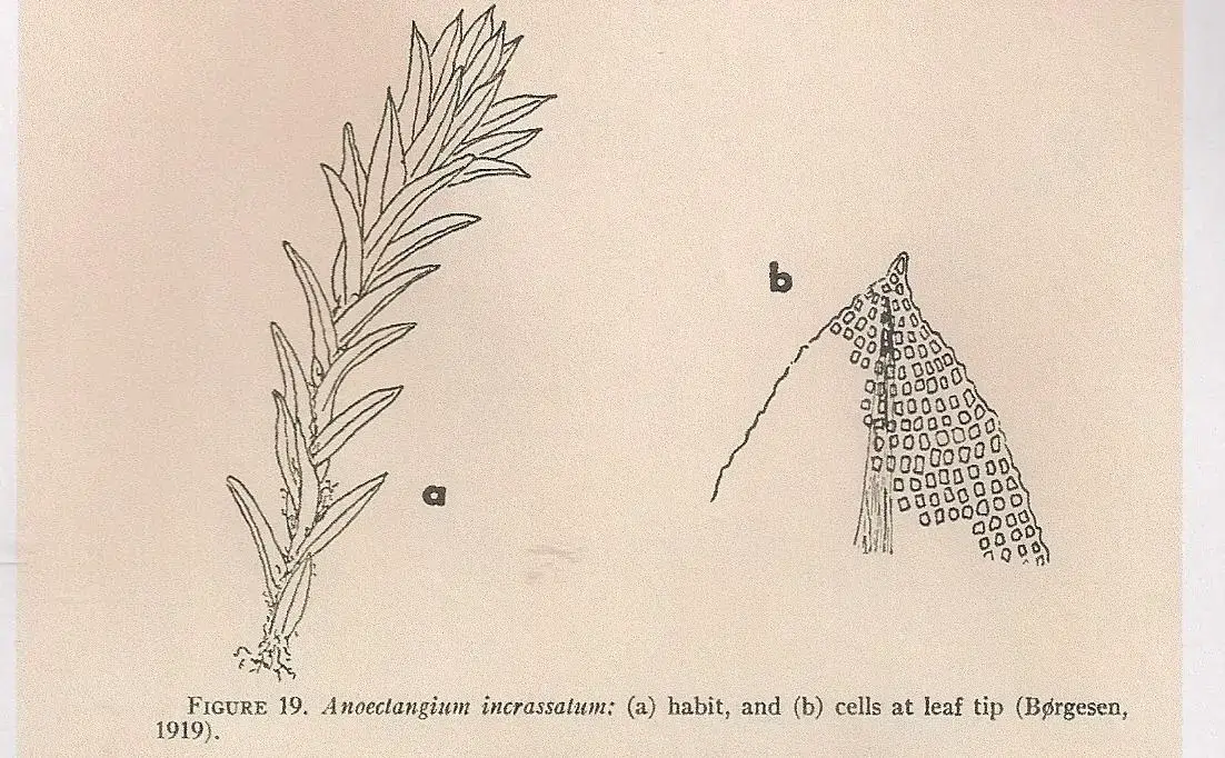 ANOECTANGIUM%2BAESTIVUM.jpg