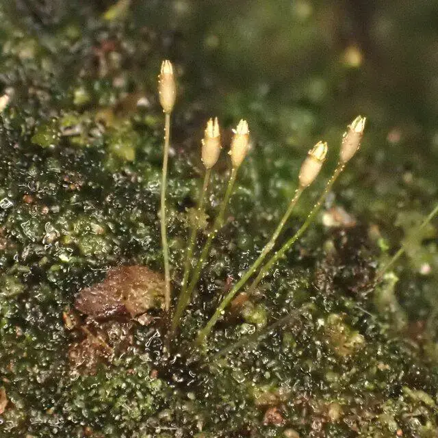 Abb-10-Das-versteckt-wohnende-Tetrodontium-ovatum-unter-einem-Felsblock-Foto-S-Gey_Q640.jpg