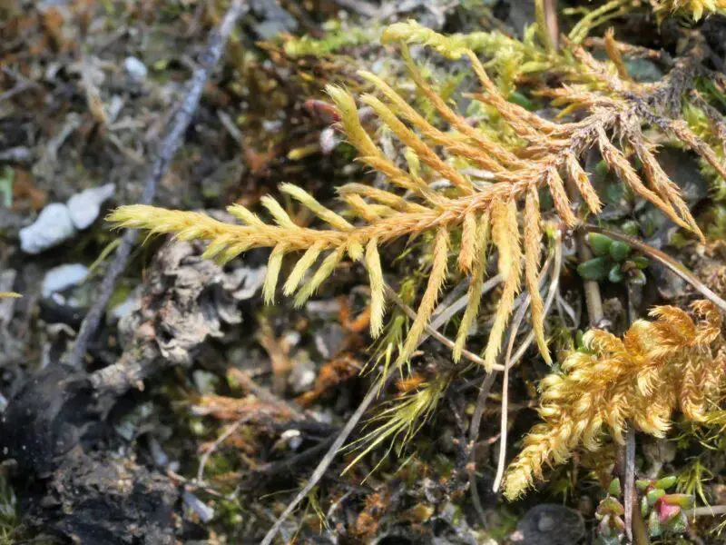 Abietinella-abietina-var-histricosa-800x600.jpg