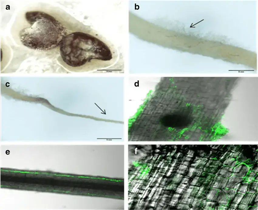 Abutilon-seeds-with-Actinomucor-elegans-hyphae-Abutilon-roots-with-emerging-hyphae-b.png