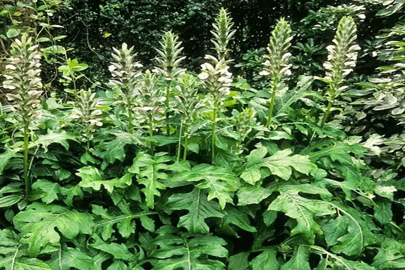 Acanthus-mollis-foliage-and-flower-1.png