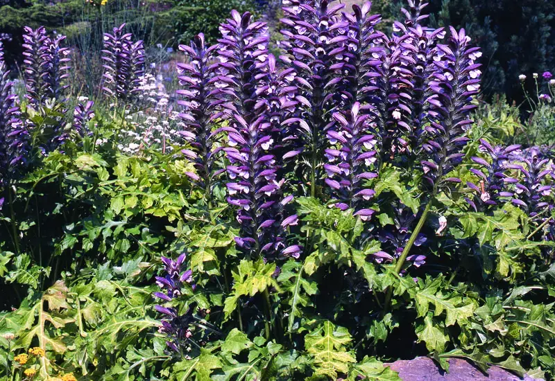 Acanthus-mollis_web.jpg