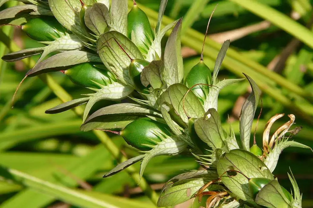 Acanthus_mollis_frui_LHDcqntBeWOo.jpg