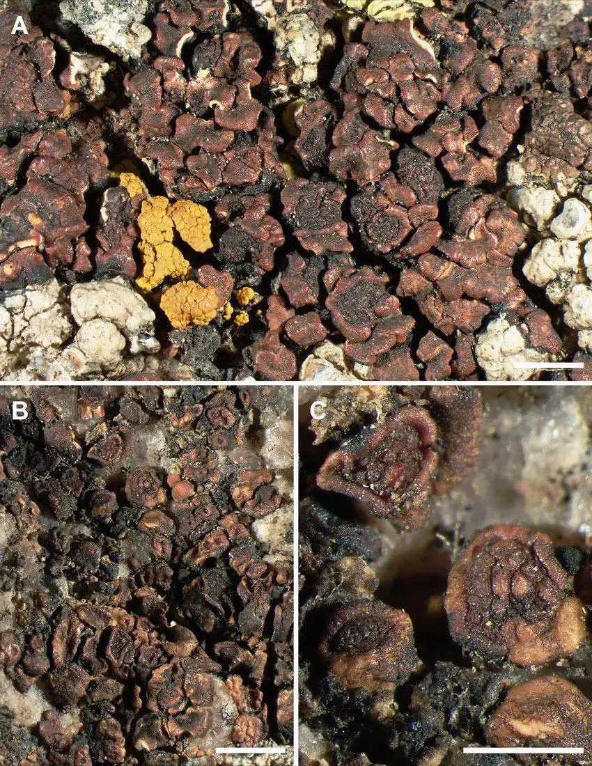 Acarospora-squamulosa-lectotype-Schrader-No-15-M-A-Subsquamulose-imbricate-thallus.jpg