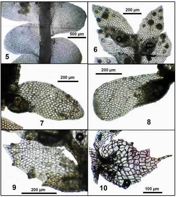 Acrobolbus-limbatus-Steph-Briscoe-JJEngel-habit-ventral-view-from.jpg