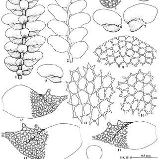 Acrolejeunea-pusilla-Steph-Grolle-Gradst-1-A-portion-of-plant-in-ventral-view_Q320.jpg