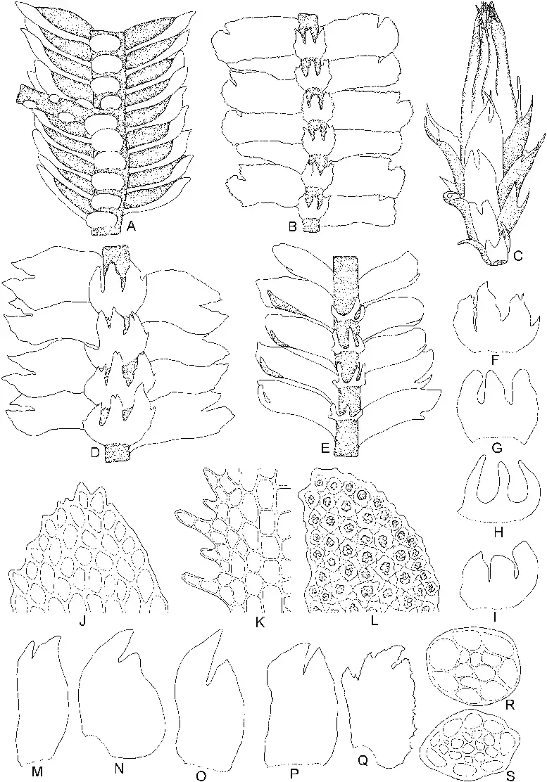 Acromastigum-bancanum-Sande-Lac-AEvans-A-Part-of-plant-ventral-view-Acromastigum.png