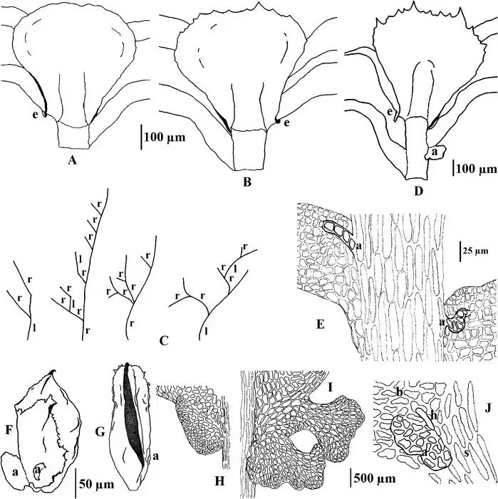 Adnate-underleaves-and-appendages-in-Thysananthus-A-and-B-Stem-in-ventral-view-showing.png