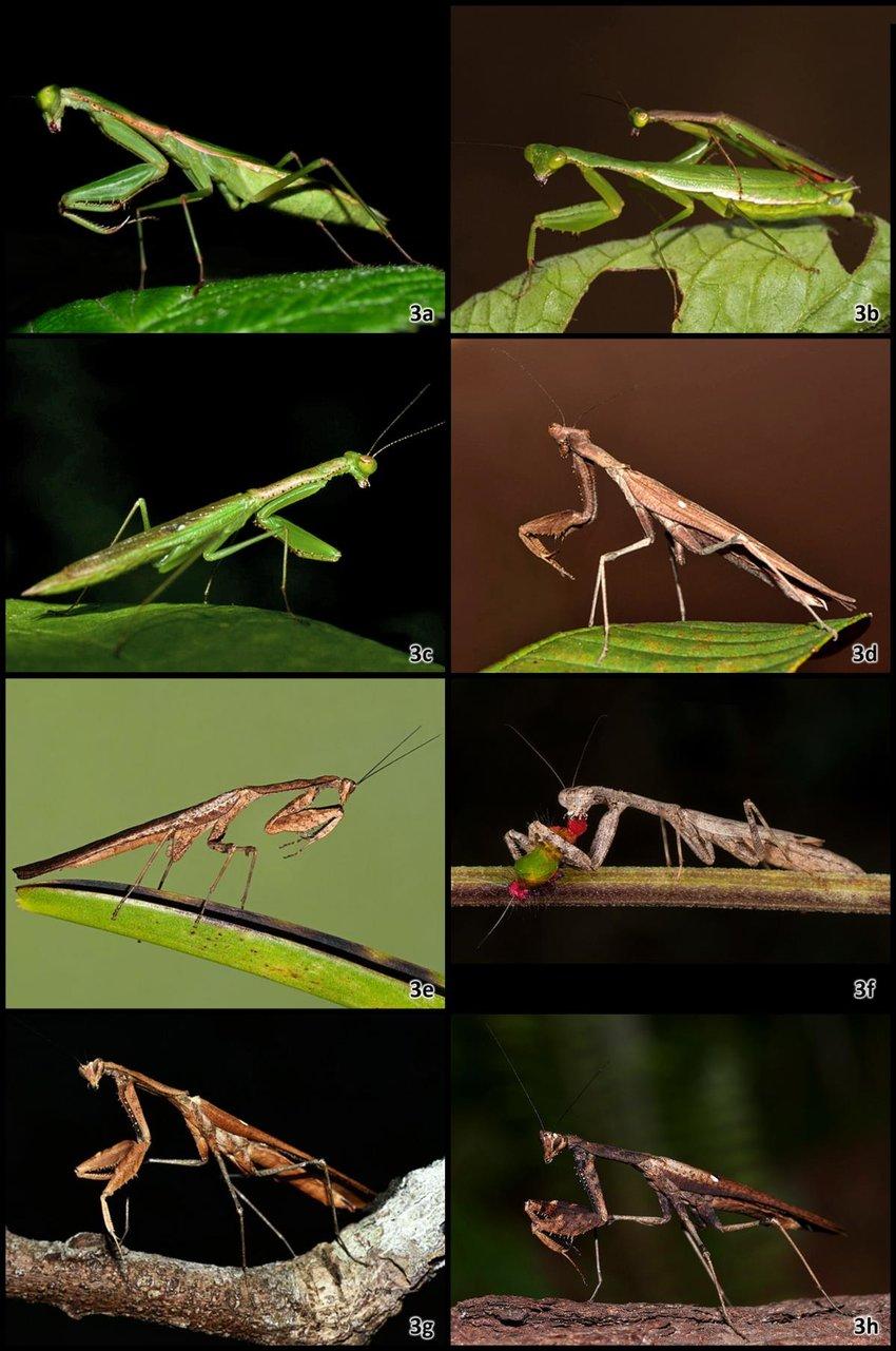 Adults-of-Callimantis-antillarum-from-Hispaniola-Dominican-Republic-photographed-alive.jpg