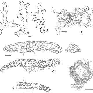 Afroriccardia-comosa-Steph-Reeb-Gradst-comb-nov-A-Habit-of-the-thallus_Q320.jpg