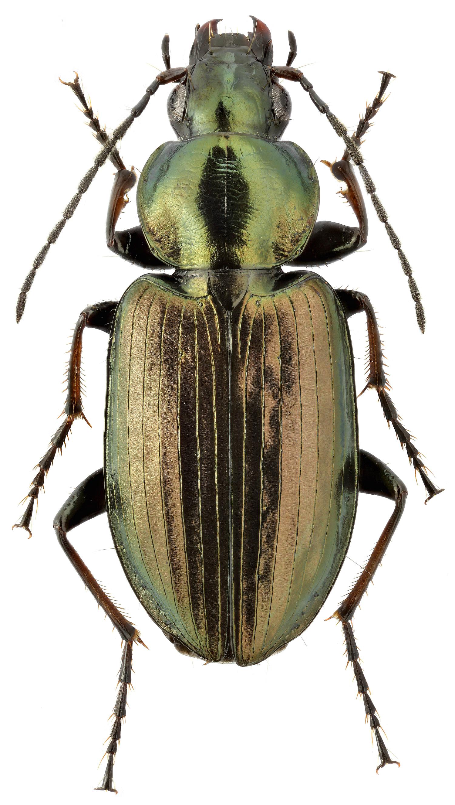 Agonum_muelleri_ms.jpg