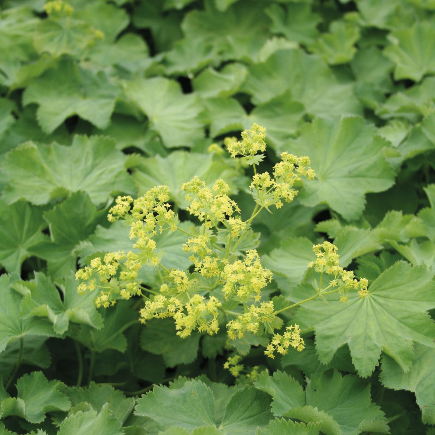 Alchemilla-mollis-Thriller.jpg