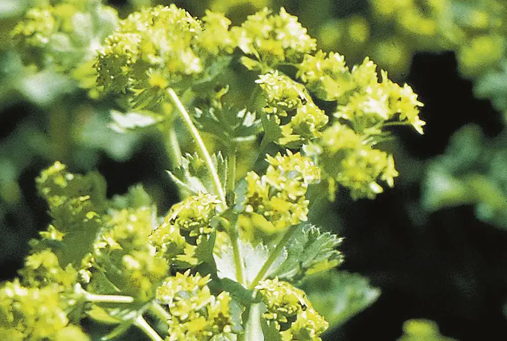 Alchemilla_Thriller_ALCTHR_MAT_1_A.jpg