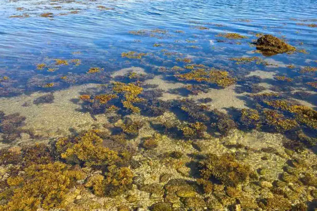 algae growing in sunlight