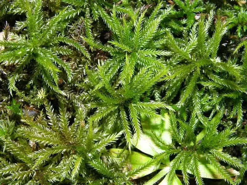 American-Tree-Moss.jpg