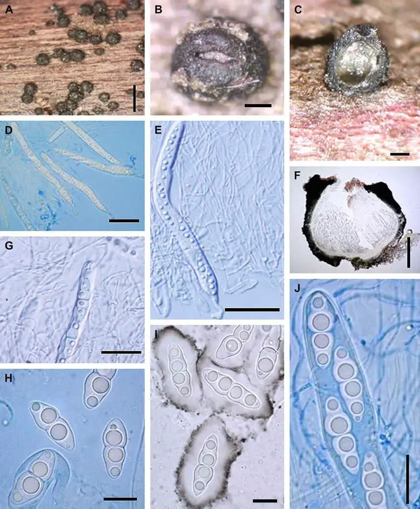 Amniculicola-lignicola-from-holotype-A-B-View-of-ascomata-C-F-Sections-of-the.png