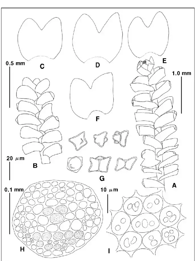 Anastrophyllum-michauxii-F-Weber-H-Buch-A-plant-dorsal-view-B-plant-ventral.png