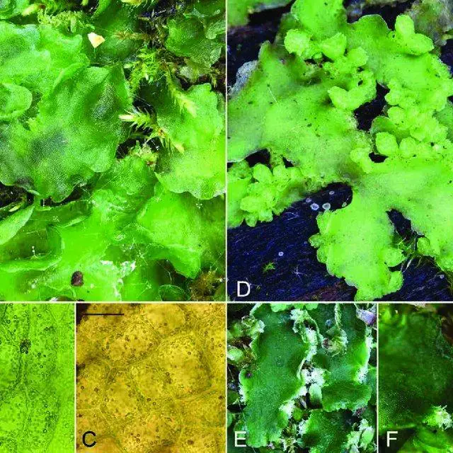 Aneura-maxima-Schiffn-Steph-A-C-A-plant-habit-B-C-epidermal-cells-of-the-thallus_Q640.jpg