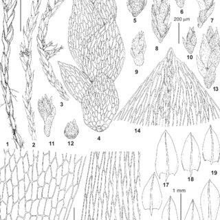 Anomobryum-concinnatum-Spruce-Lindb-1-2-5-11-13-16-19-23-from-Russia_Q320.jpg