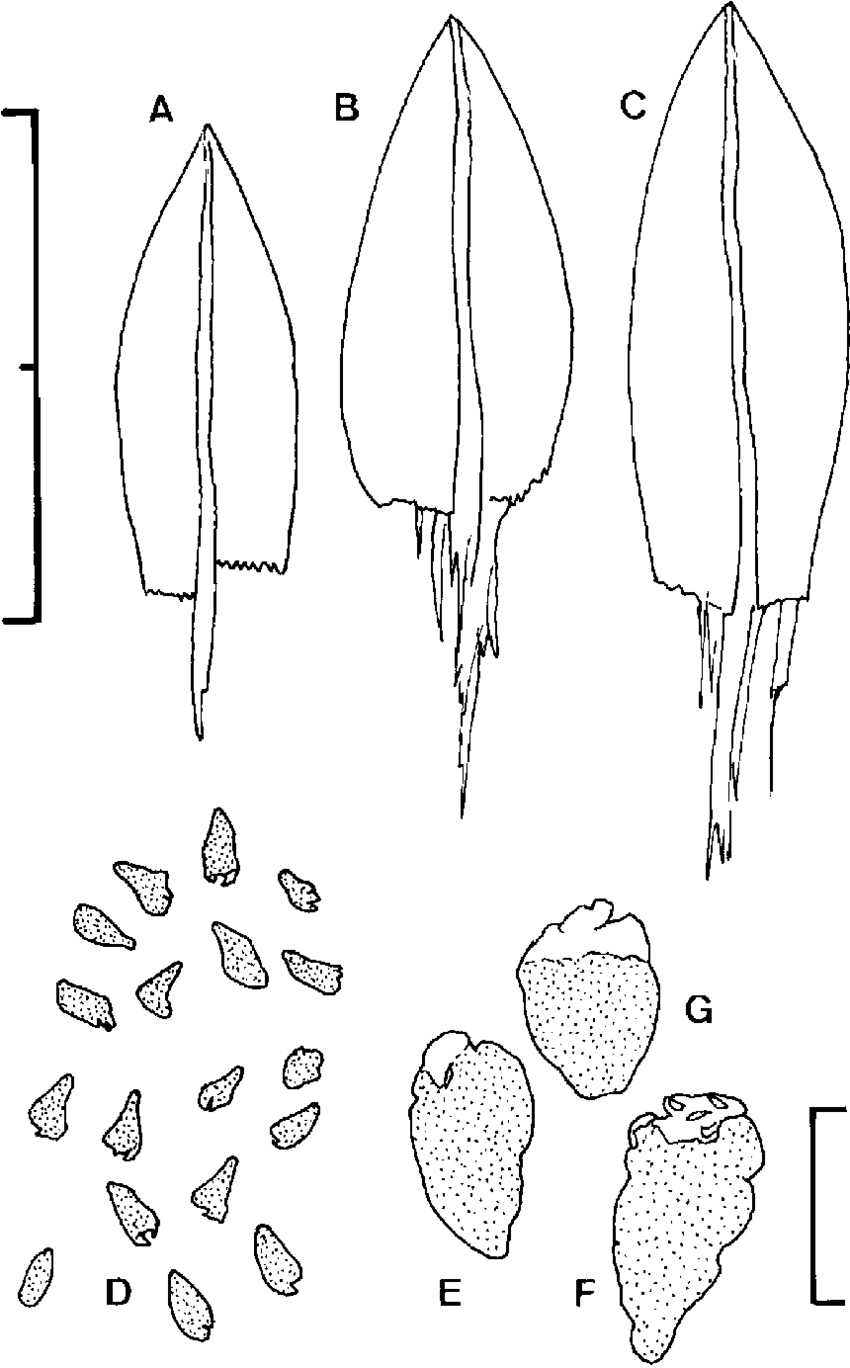 Anomobryum-nitidum-Mitt-AJaeger-A-C-Representative-typical-leaves-from-middle-of.png