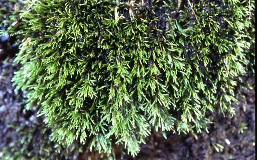 Anomobryum_yasud04_031018L.jpg