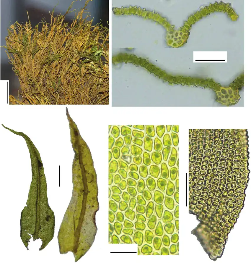 Anomodon-longifolius-a-Habit-b-Leaves-c-Cross-sections-of-leaf-d-Mid-leaf-cells.png