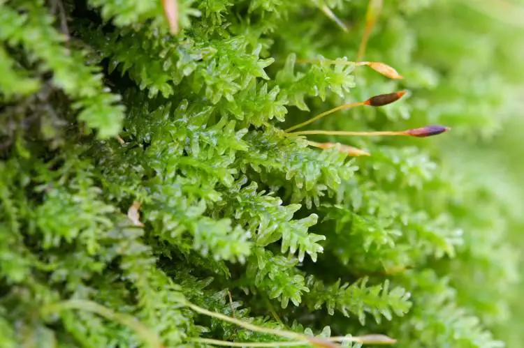 Anomodon-minor-sporophytes-750x499.jpg