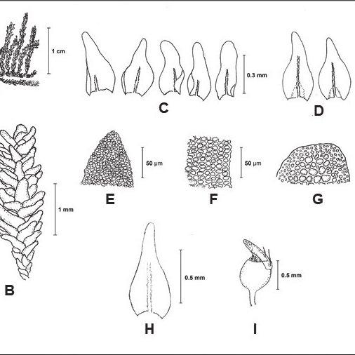 Anomodon-pseudotristis-Muell-Hal-Kindb-A-Habit-B-Portion-of-shoot-C-Branch_Q640.jpg