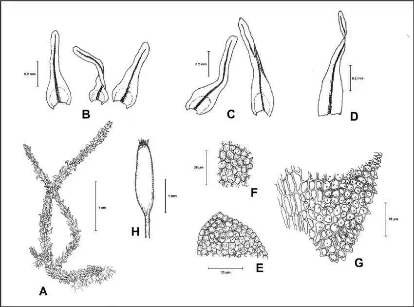 Anomodontopsis-rugelii-Muell-Hal-Ignatov-Fedosov-A-Habit-B-Branch-leaves-C.png