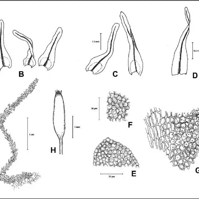 Anomodontopsis-rugelii-Muell-Hal-Ignatov-Fedosov-A-Habit-B-Branch-leaves-C_Q640.jpg