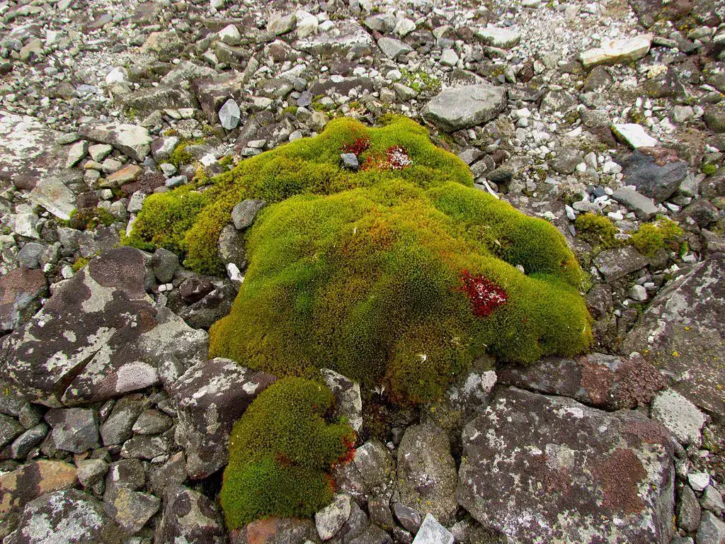 Antarctic_Moss.jpg