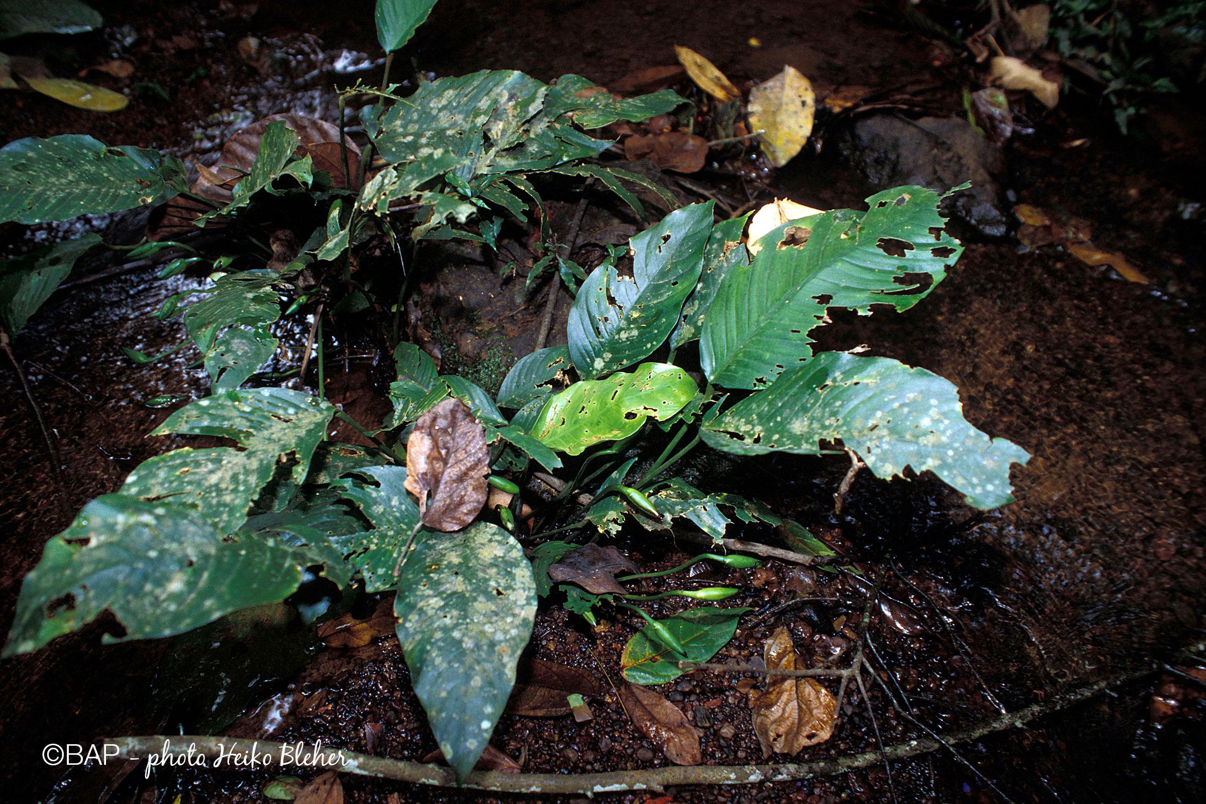 Anubias-barteri_Imo-River_Niger_H.Bleher.jpg