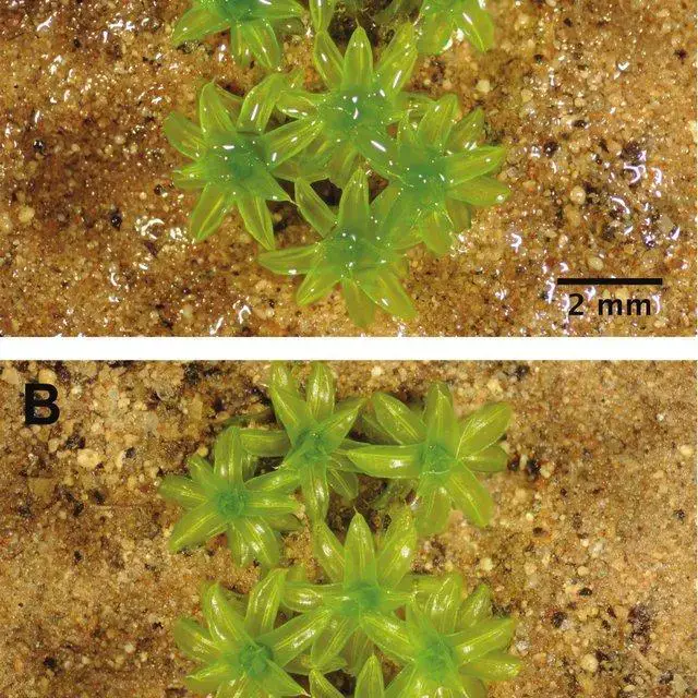 Appearance-of-cultured-shoots-of-Syntrichia-norvegica-exhibiting-A-the-suprasaturated_Q640.jpg