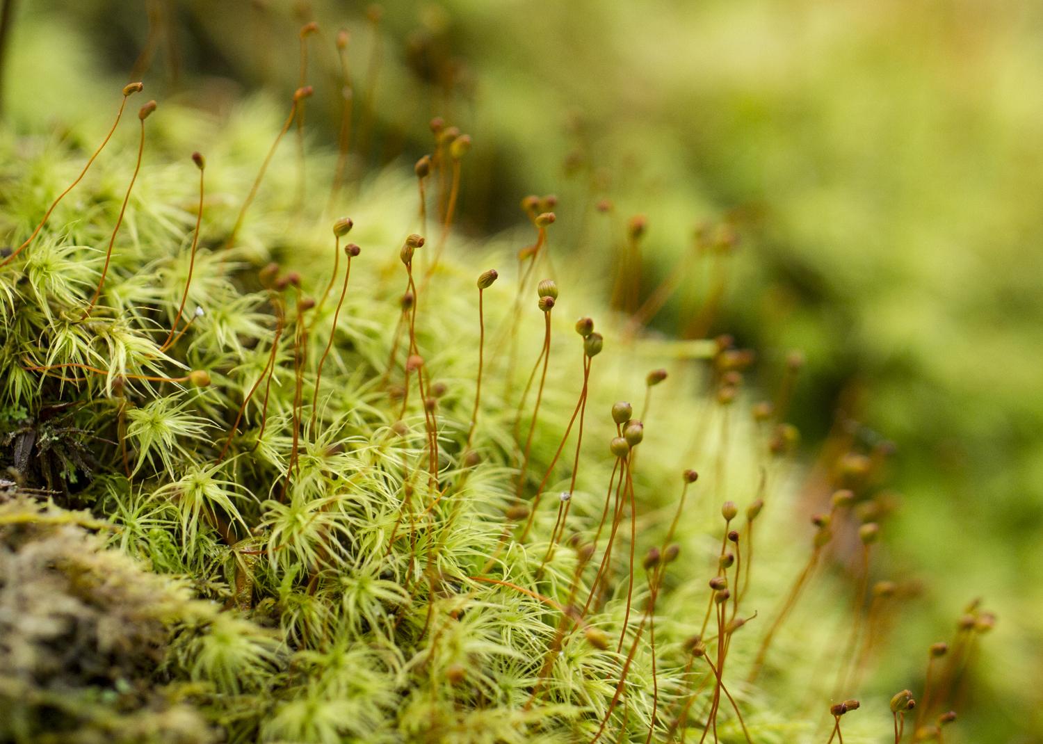 Apple-moss-from-Helen-Hamiltons-boook-Ferns-Mosses-of-Virginias-Coastal-Plain-resize.jpg