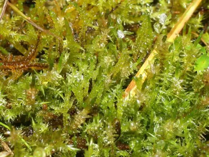 Arctic-Moss-Calliergon-giganteum-728x546.jpeg