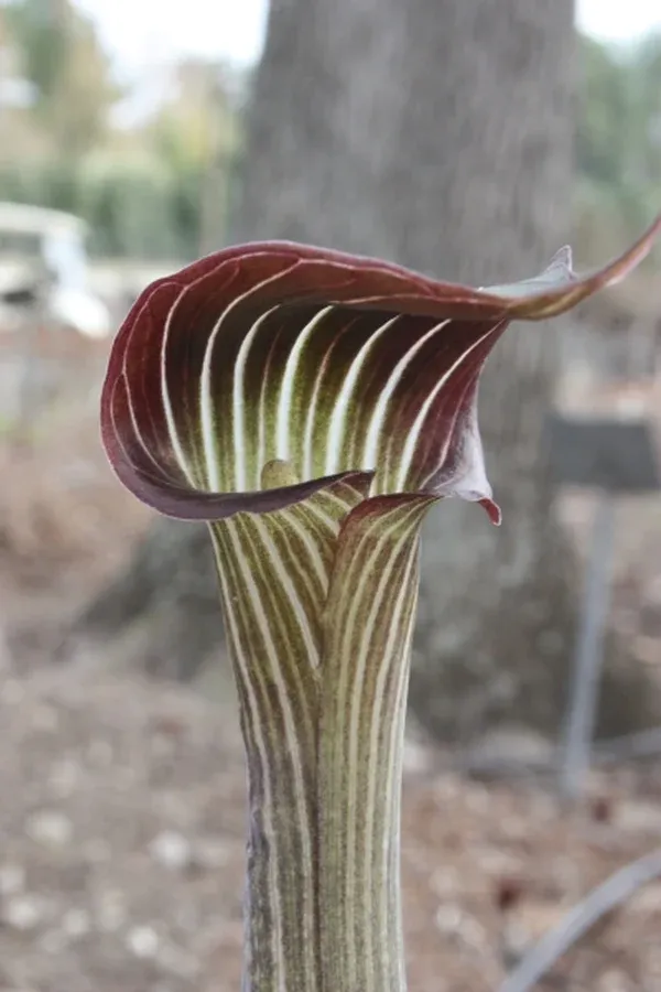 Arisaema-serratum-var-mayebarae.i-7571.s-62589.r-1.jpg