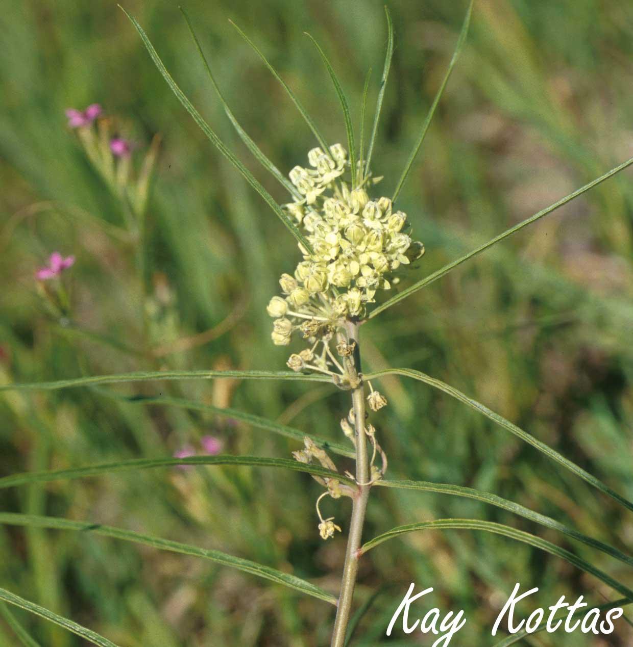 Asclepias-stenophylla.jpg