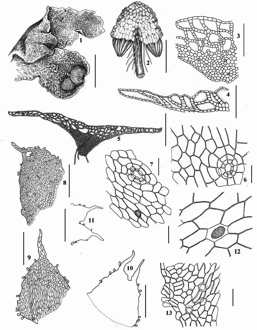 Asterella-lindenbergiana-Corda-ex-Nees-Arnell-1-4-9-11-13-from-Republic-of.png