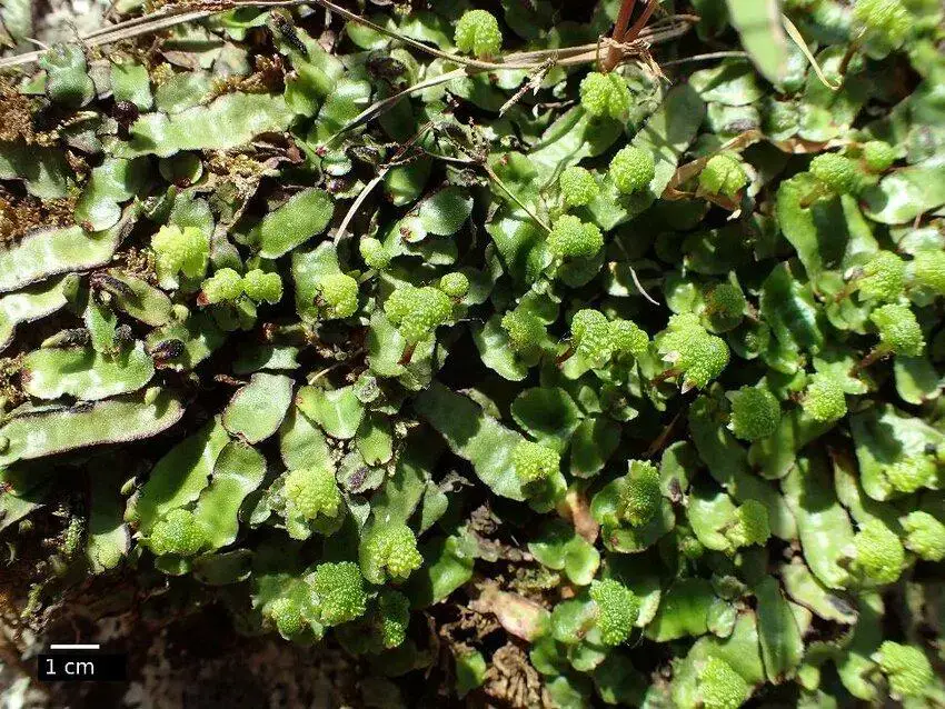 Asterella-marginata-near-Fianaransoa-Scale-bar-1-cm.jpg