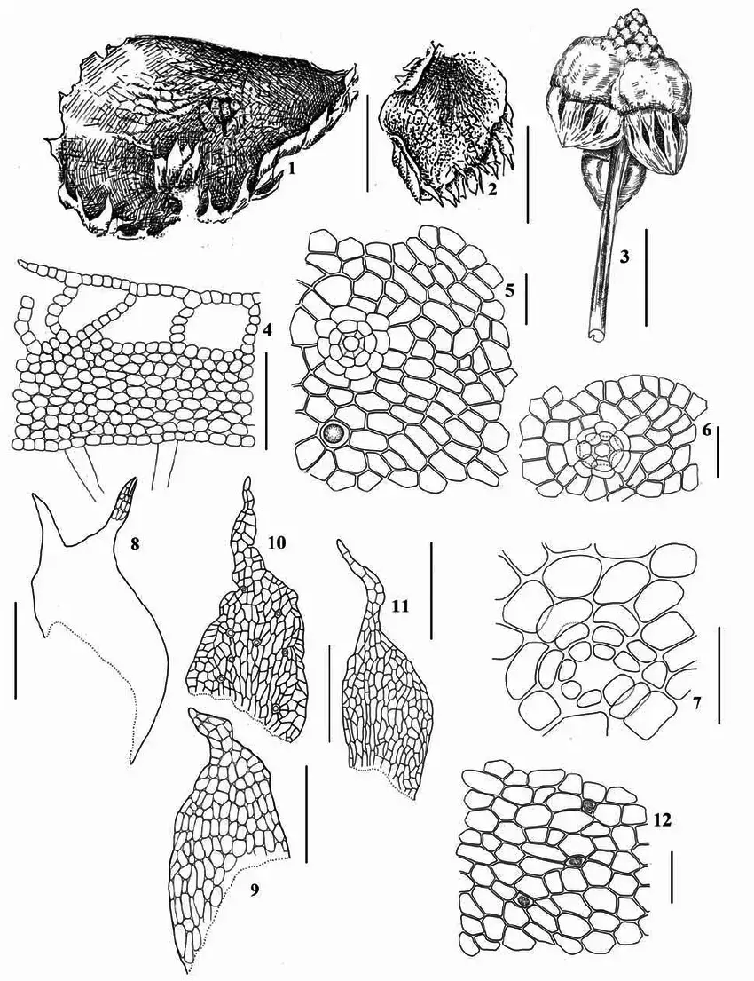 Asterella-saccata-Wahlenb-A-Evans-All-from-Altay-Republic-Altay-State-Nature.png