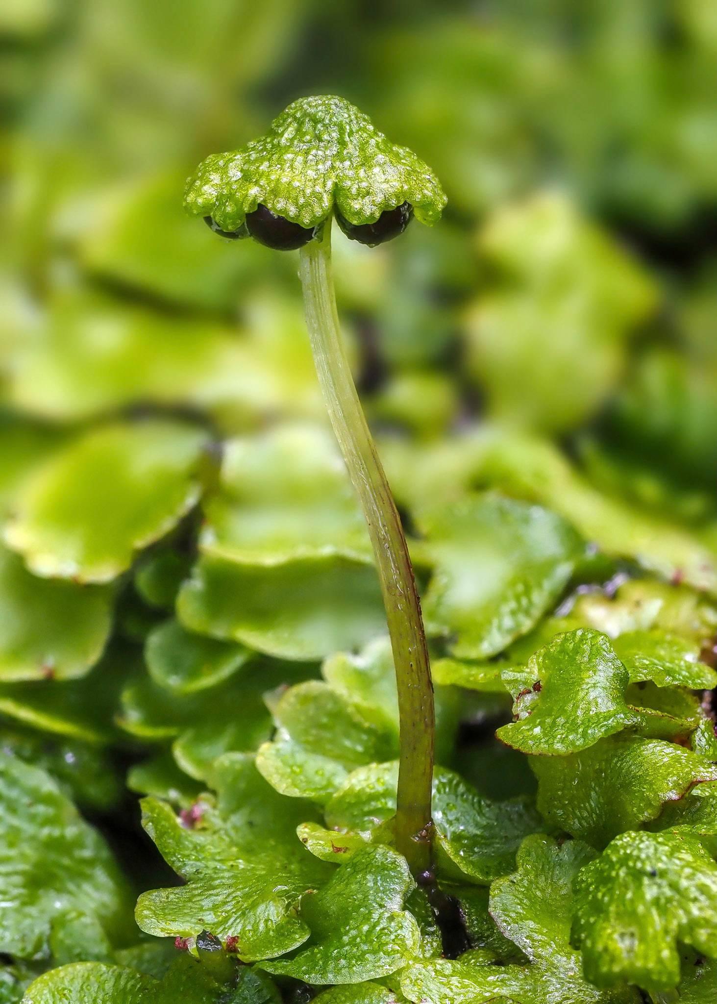 Asterella_africana_Madeira2021_1631389937.jpg