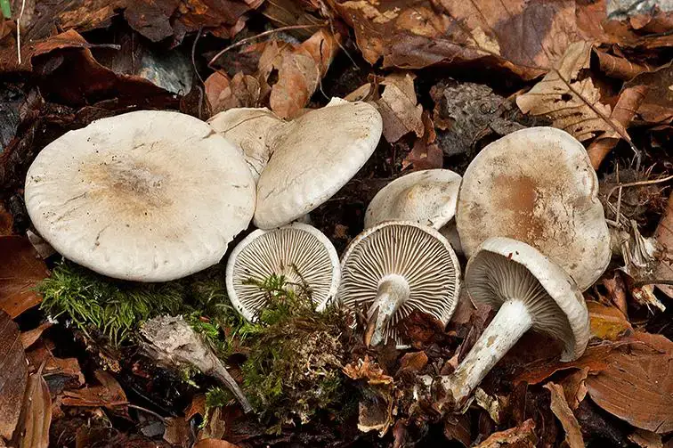 Atractosporocybe.-Coto-de-la-Buena-Madre-Somiedo-11-X-2014-Fagus-sylvatica.jpg