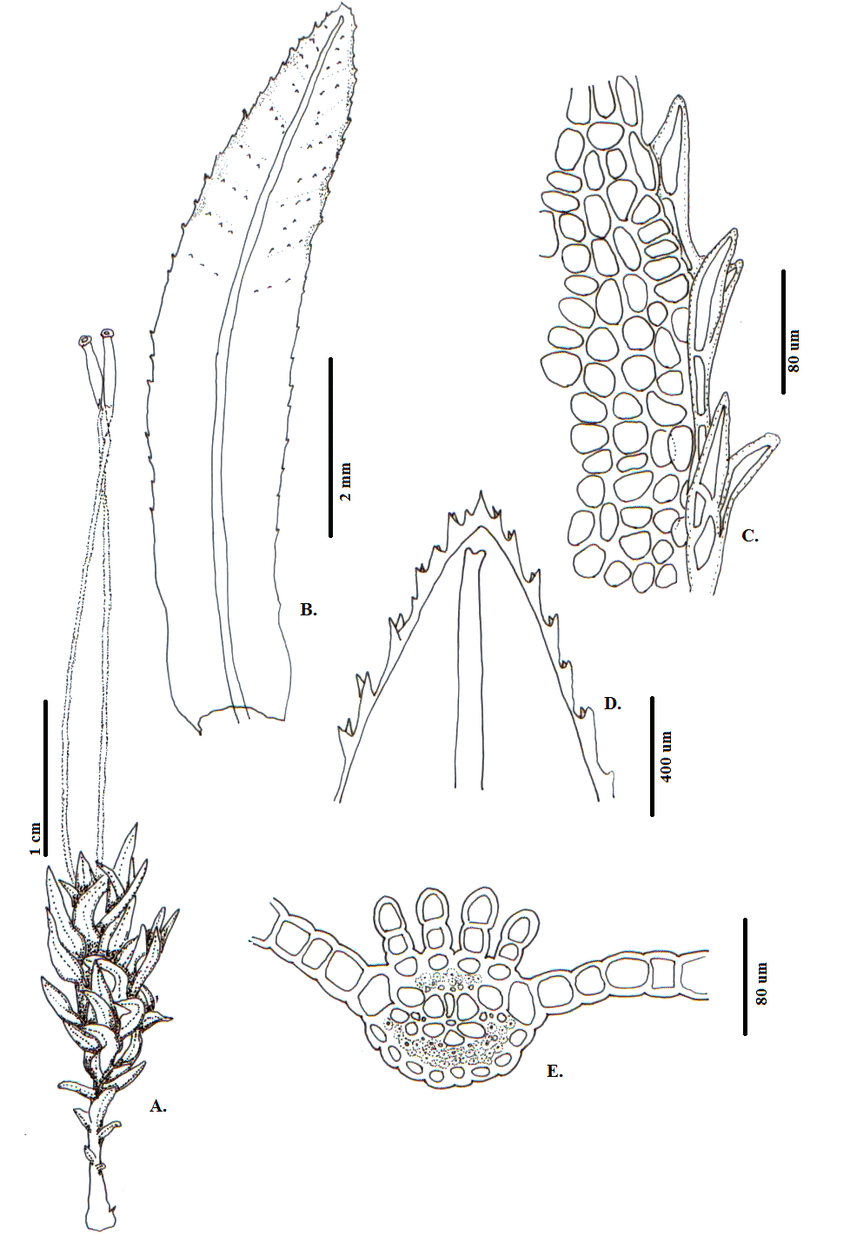 Atrichum-androgynum-MuellHal-Jaeger-A-Habito-B-E-Hoja-B-Vista-ventral-C.png