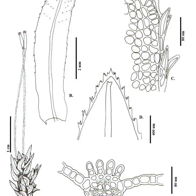 Atrichum-androgynum-MuellHal-Jaeger-A-Habito-B-E-Hoja-B-Vista-ventral-C_Q640.jpg