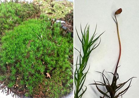 Atrichum-gametophyte-sporophyte.jpg