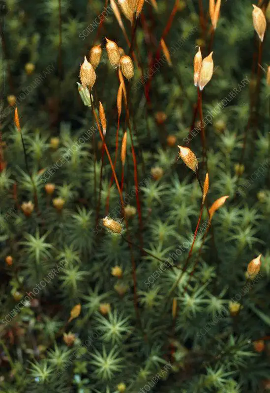 B4000048-Polytrichum_commune_moss_with_sporophytes.jpg