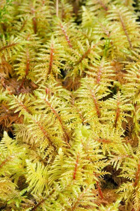 B4000145-Mountain_fern_moss.jpg