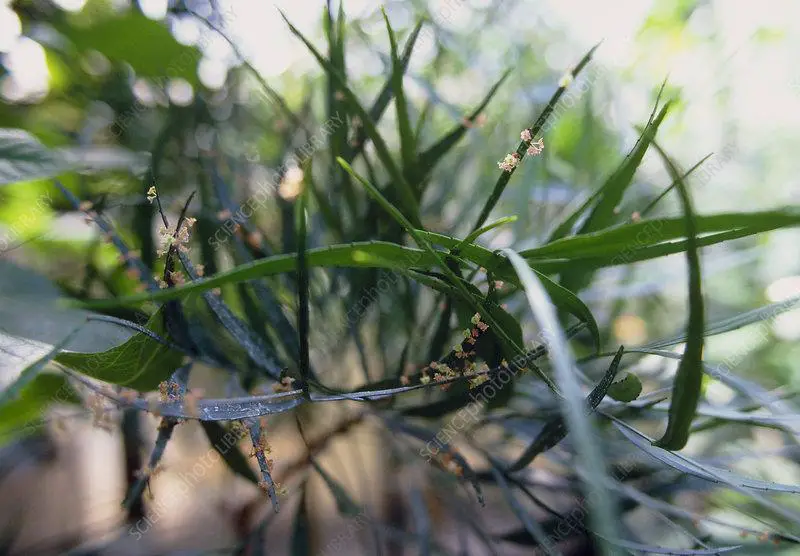 B8303390-Phyllanthus_angustifolius.jpg