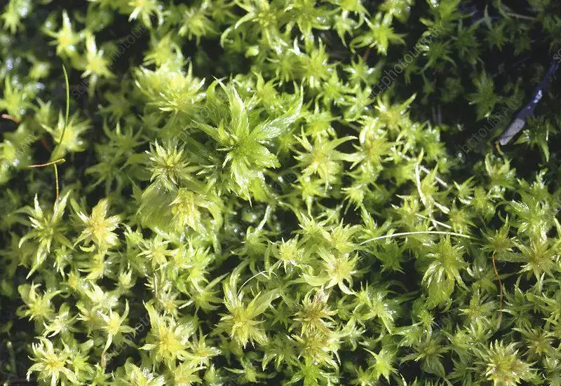 B8980045-Sphagnum_squarrosum_.jpg