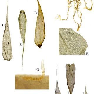 Barbella-chlorodiclados-MFleisch-A-Plant-B-Stem-leaf-C-D-Branch-leaves-E_Q320.jpg